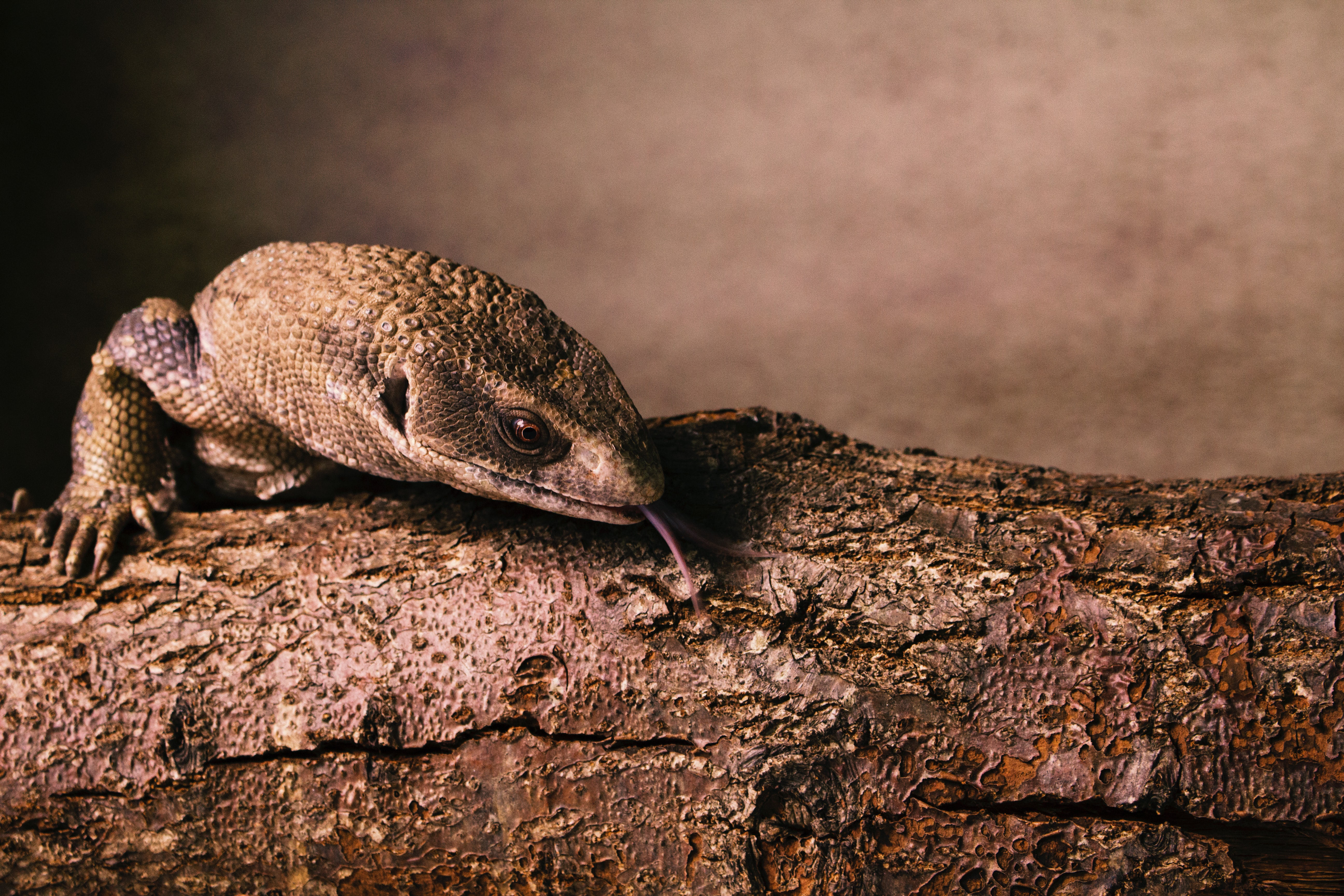 Monitor Lizard Wallpapers