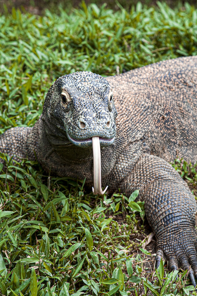 Monitor Lizard Wallpapers