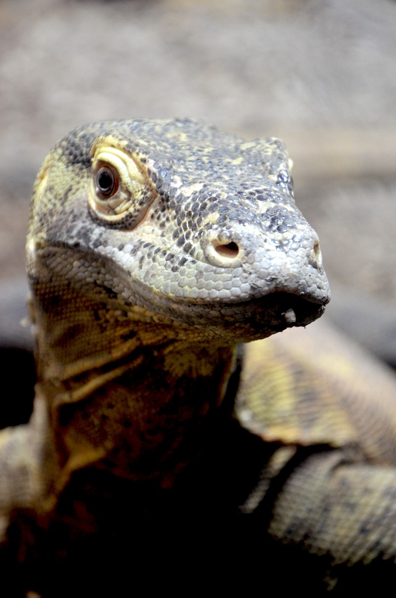 Monitor Lizard Wallpapers