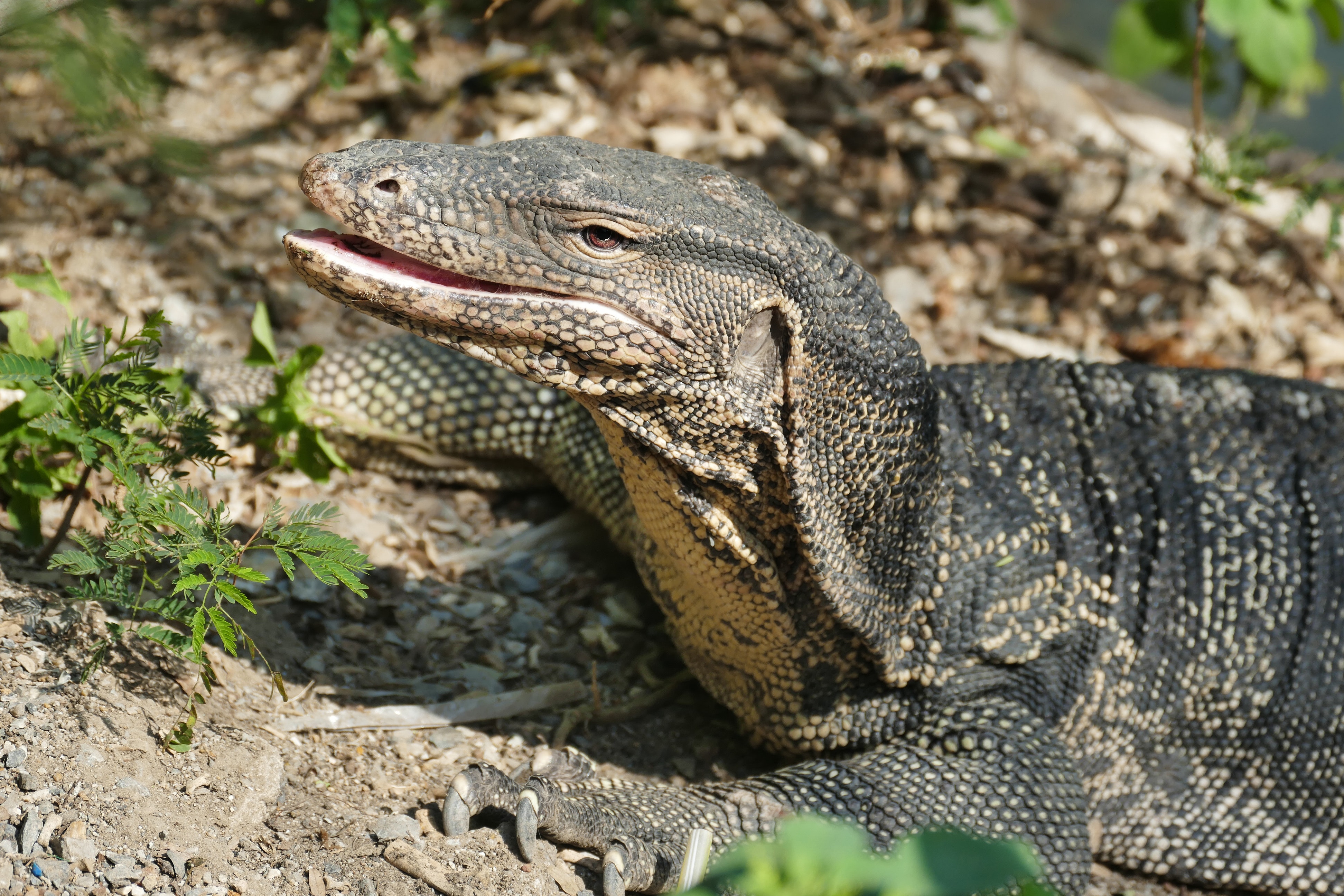 Monitor Lizard Wallpapers