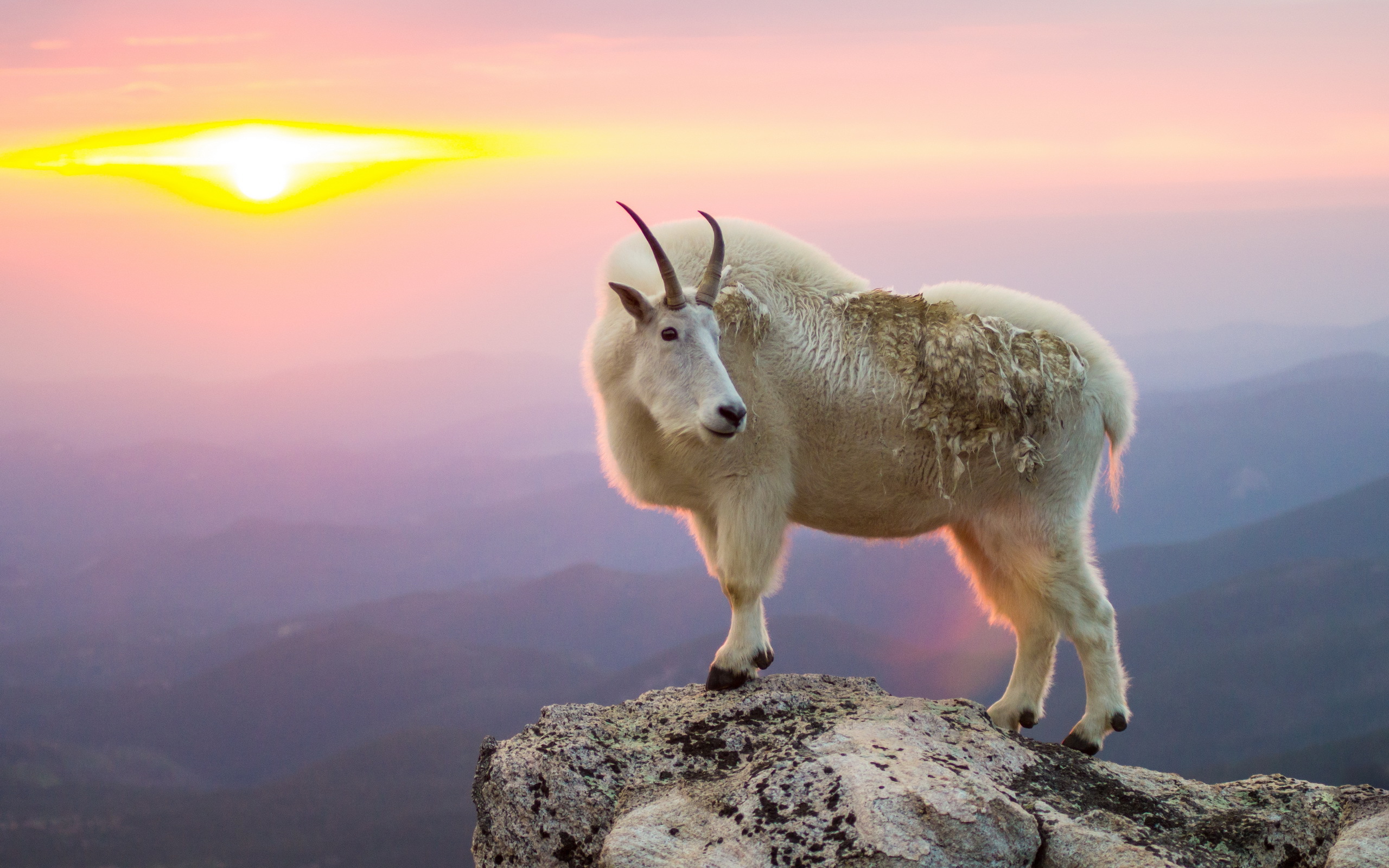 Mountain Goat Wallpapers