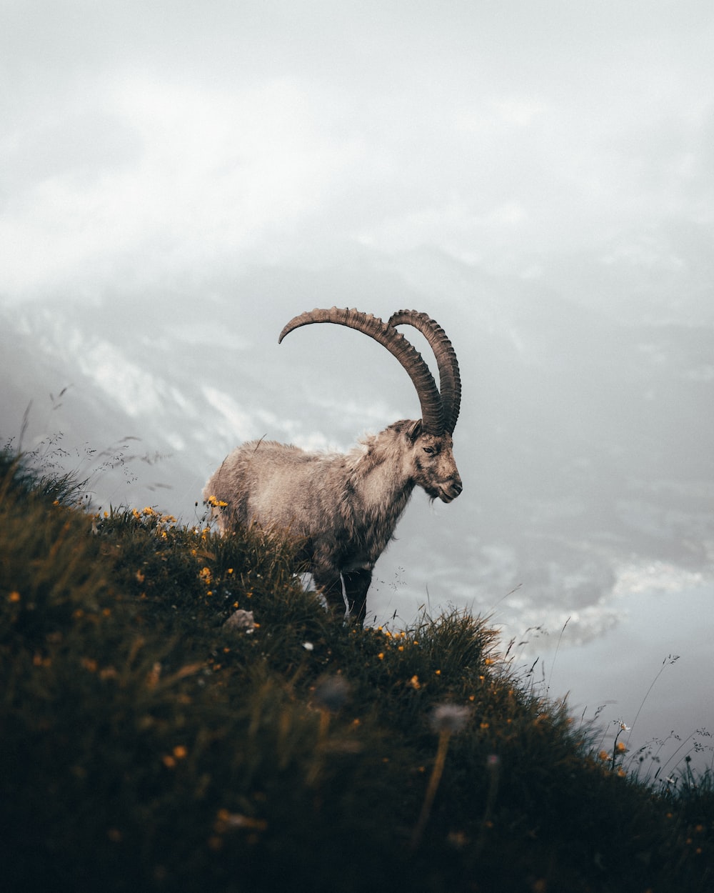 Mountain Goat Wallpapers