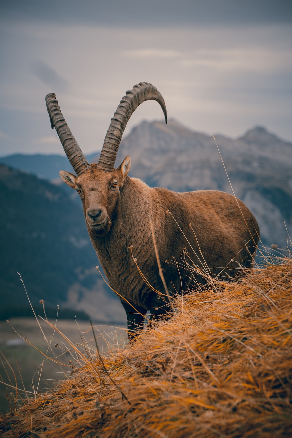 Mountain Goat Wallpapers