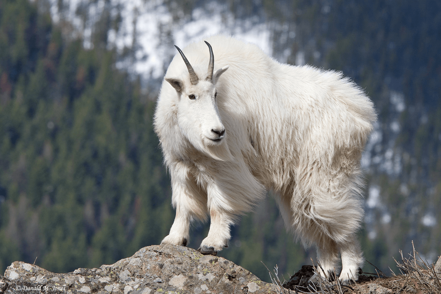 Mountain Goat Wallpapers