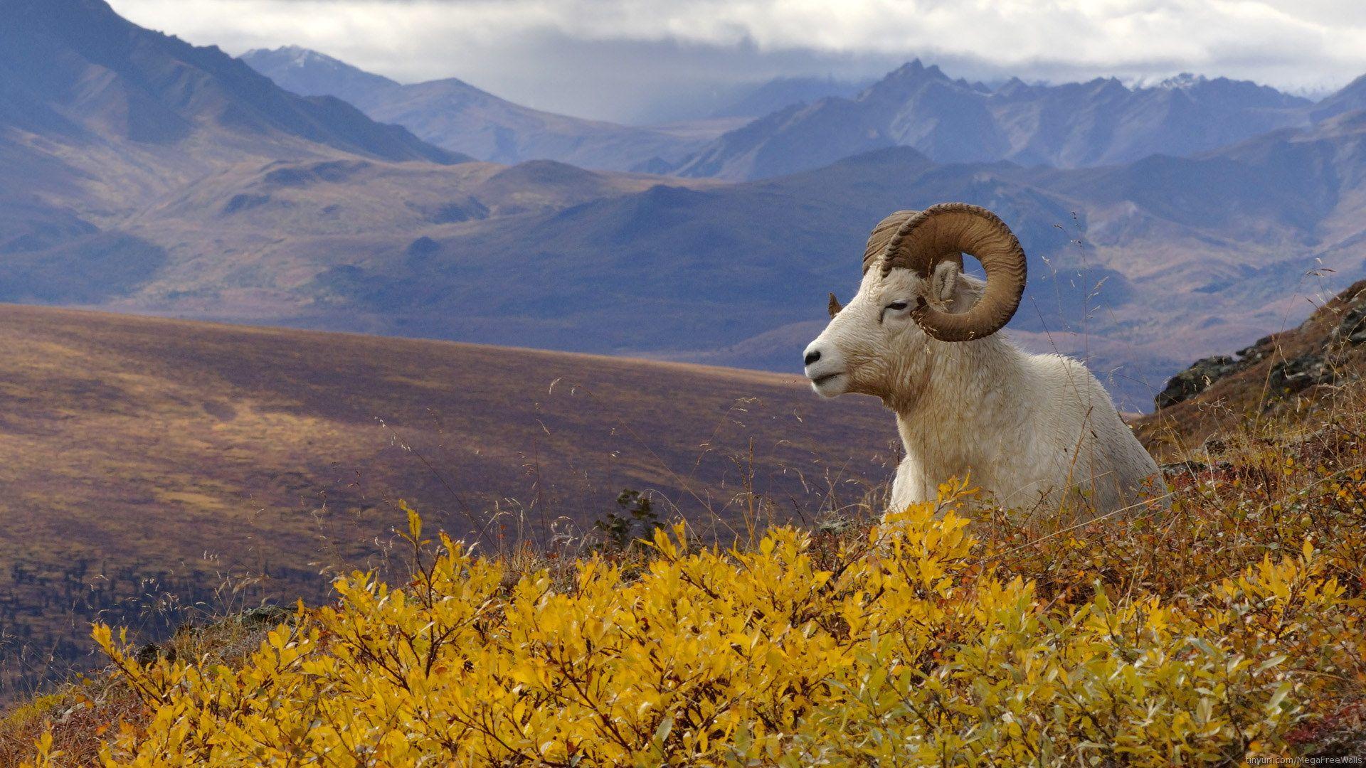 Mountain Goat Wallpapers