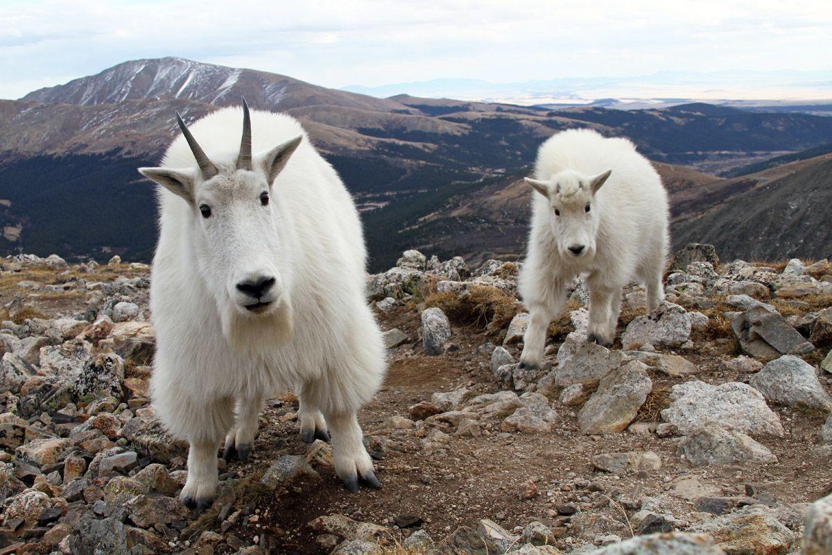 Mountain Goat Wallpapers