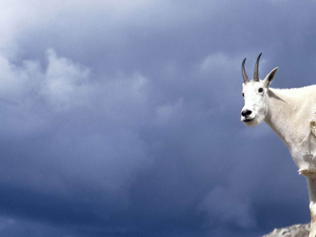 Mountain Goat Wallpapers