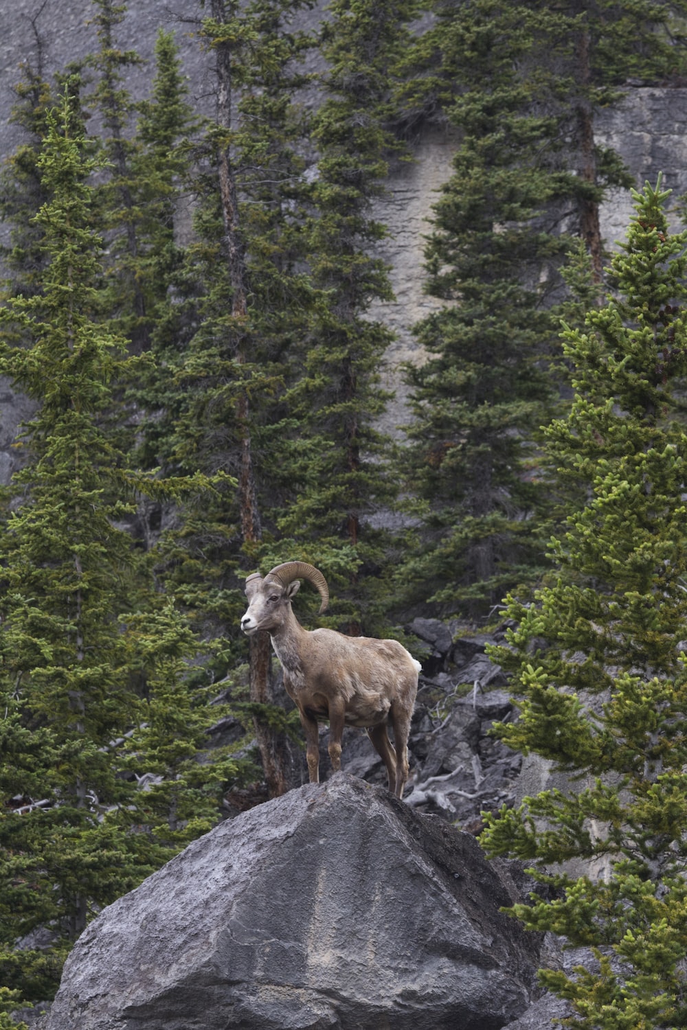 Mountain Goat Wallpapers