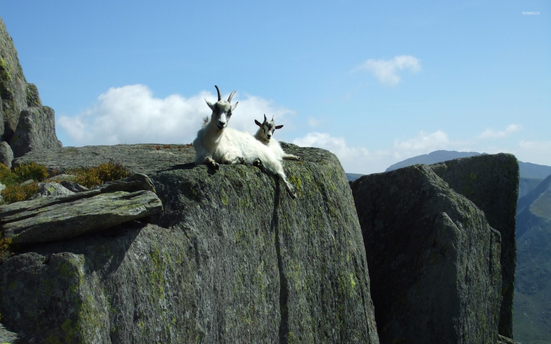 Mountain Goat Wallpapers