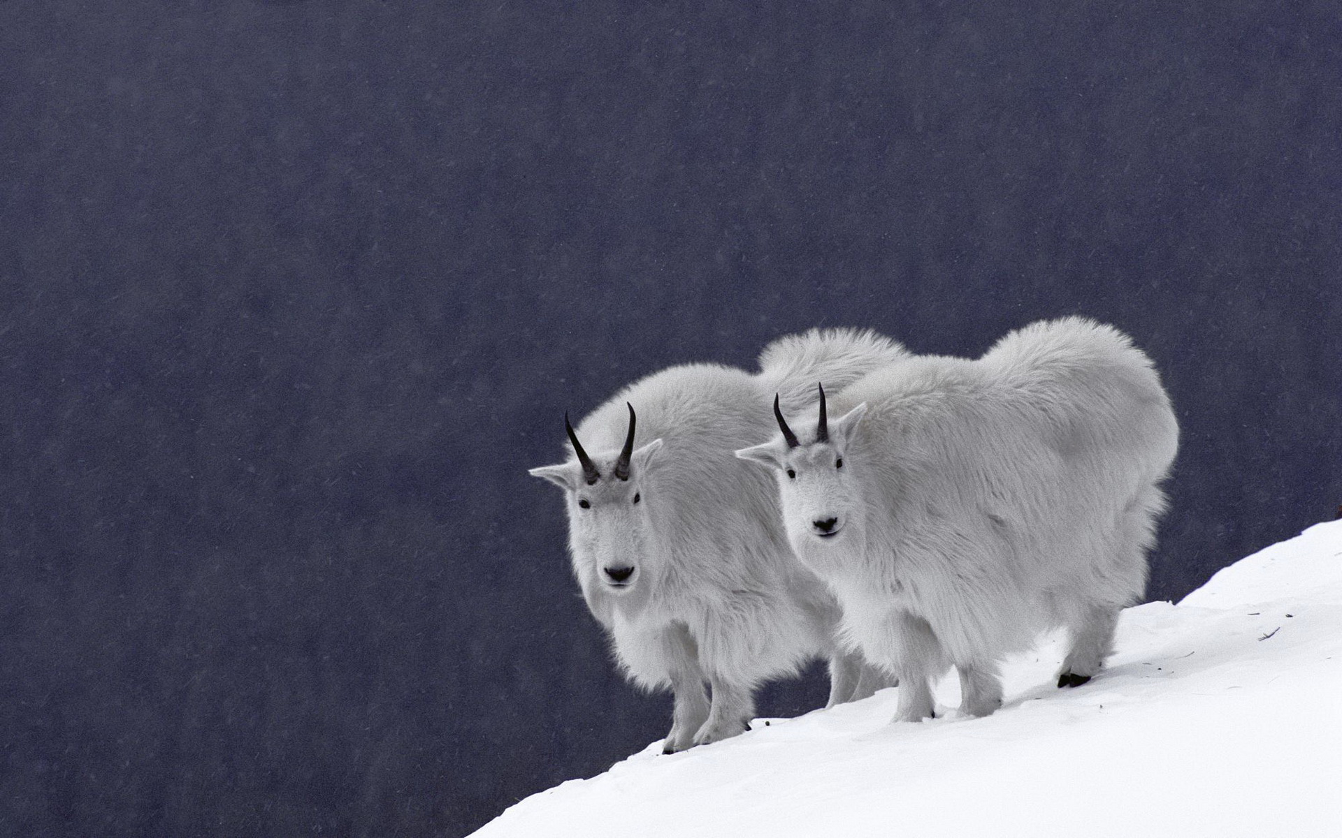 Mountain Goat Wallpapers