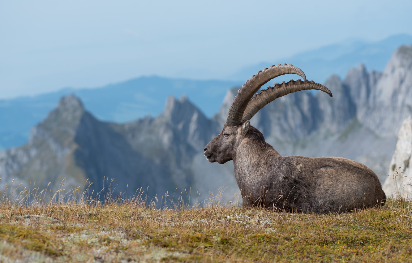 Mountain Goat Wallpapers