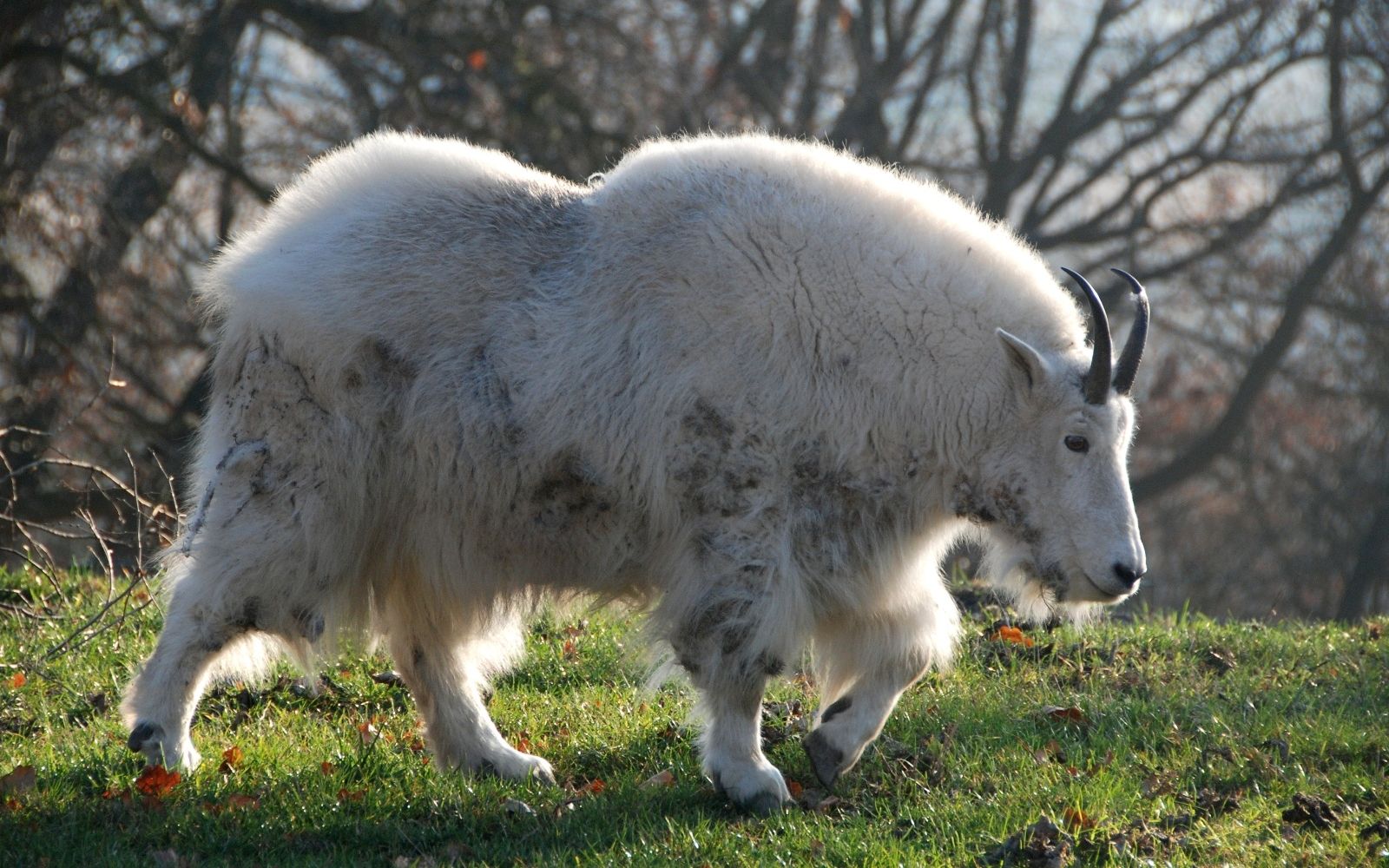 Mountain Goat Wallpapers