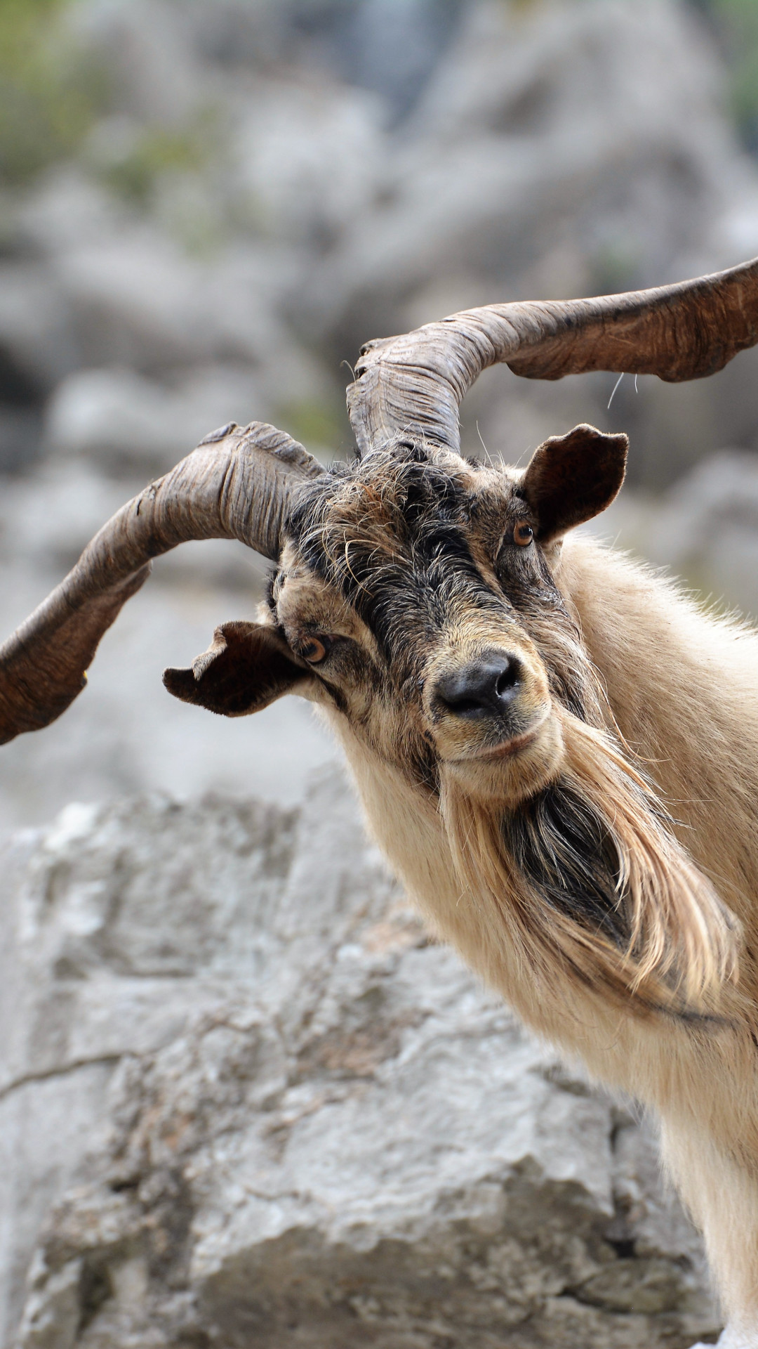 Mountain Goat Wallpapers