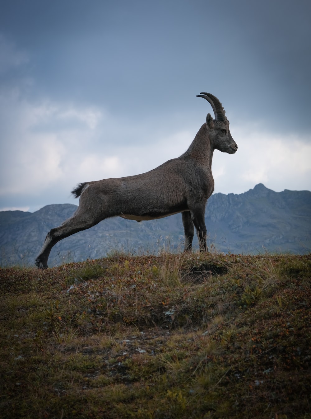 Mountain Goat Wallpapers