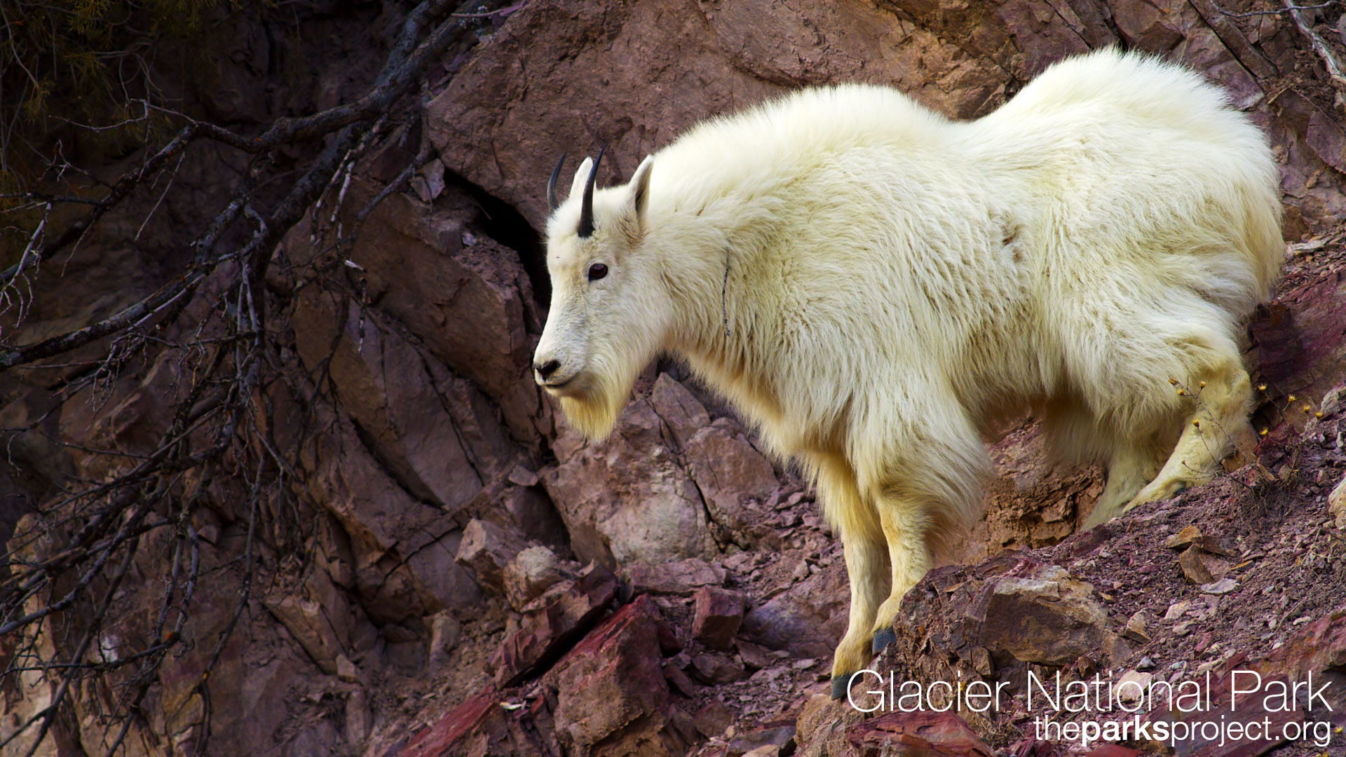 Mountain Goat Wallpapers