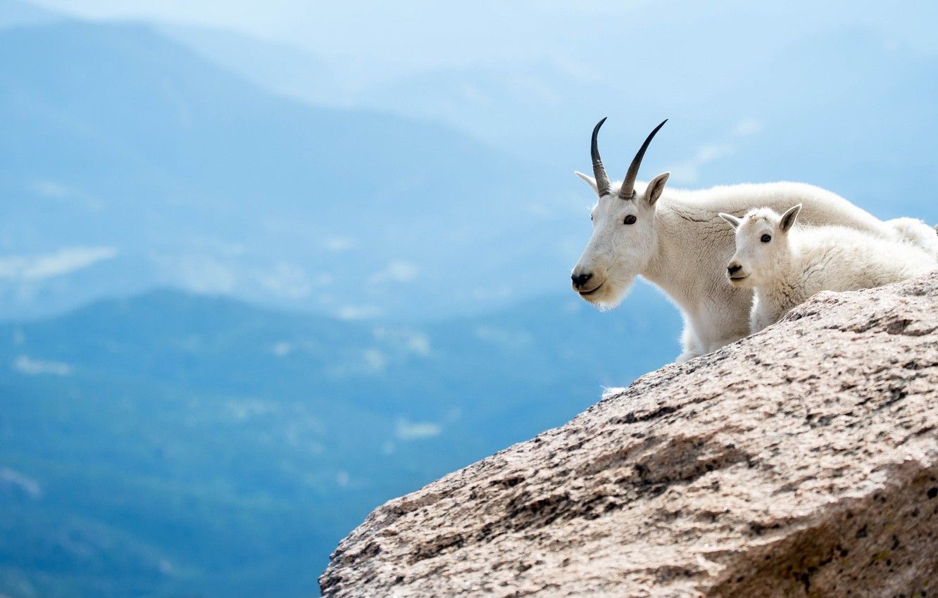 Mountain Goat Wallpapers