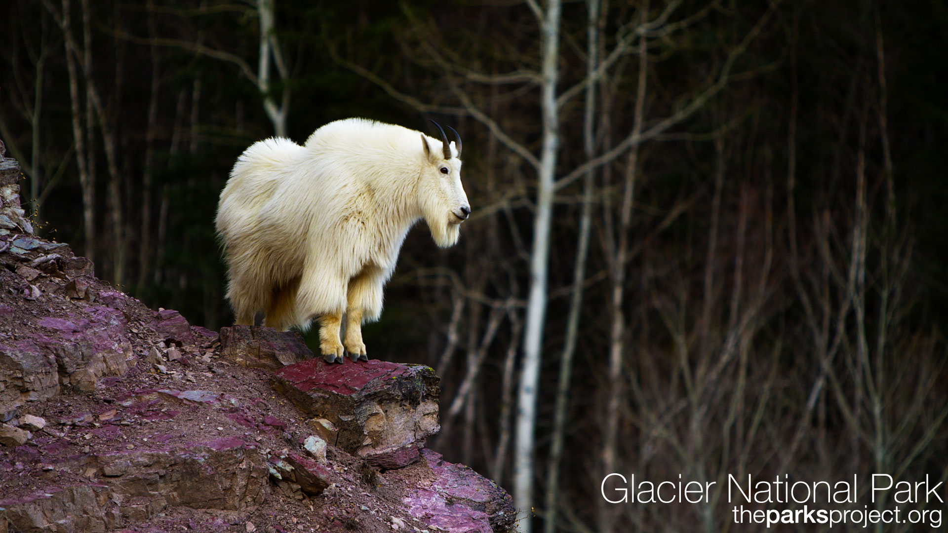 Mountain Goat Wallpapers