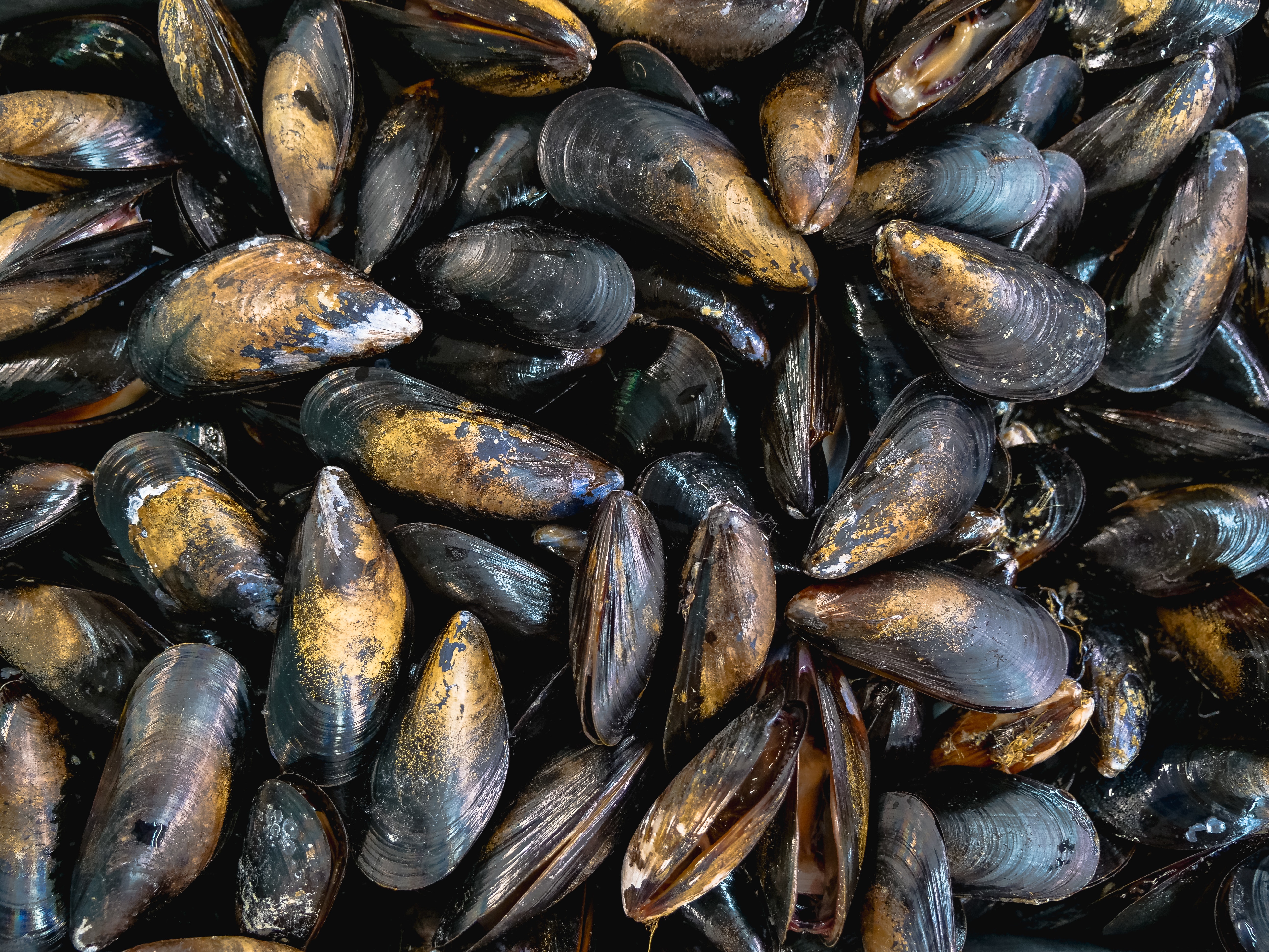 Mussels Wallpapers