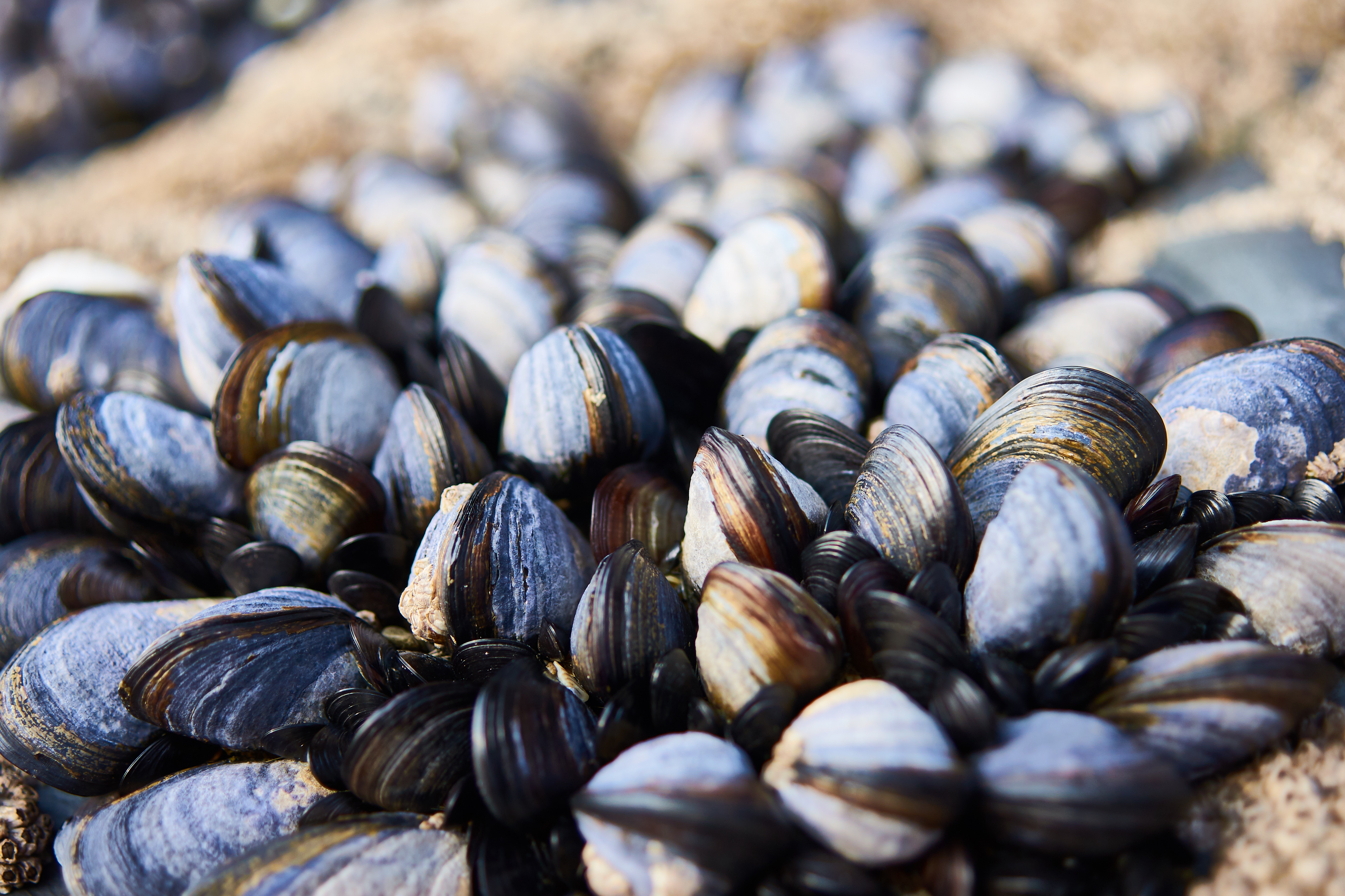 Mussels Wallpapers