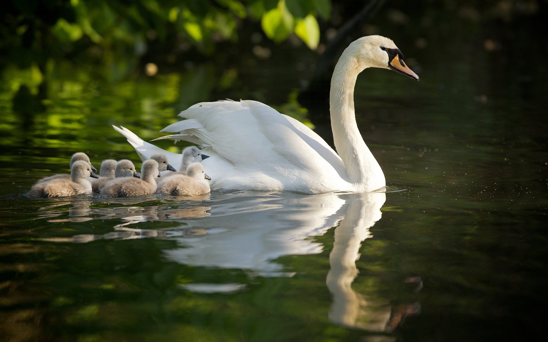 Mute Swan Wallpapers