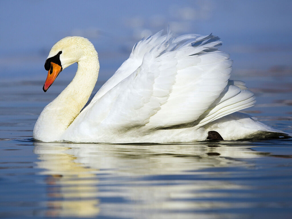 Mute Swan Wallpapers