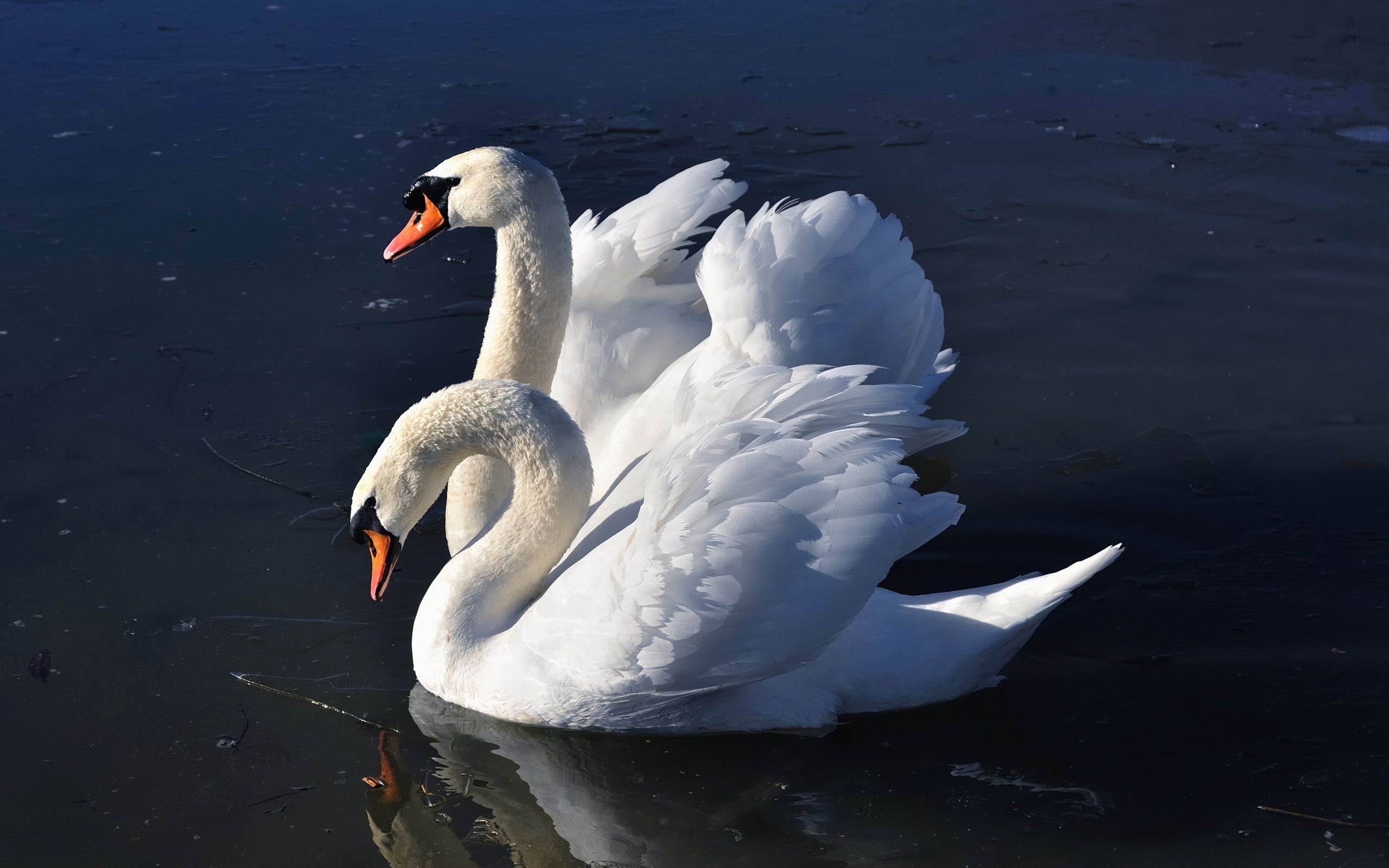 Mute Swan Wallpapers