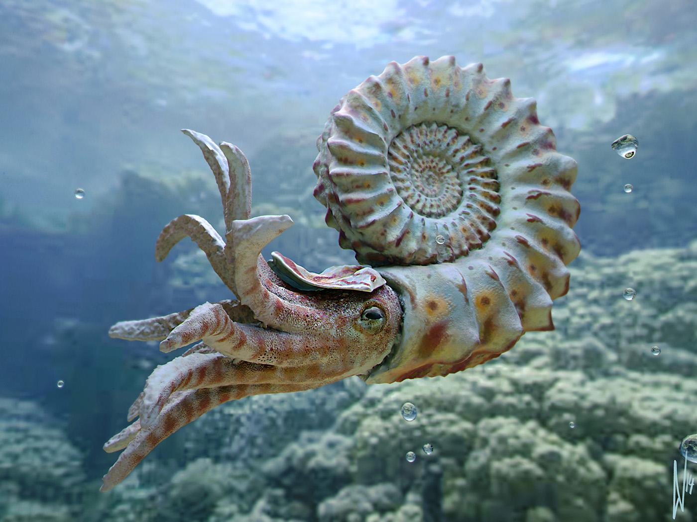 Nautiloid Wallpapers