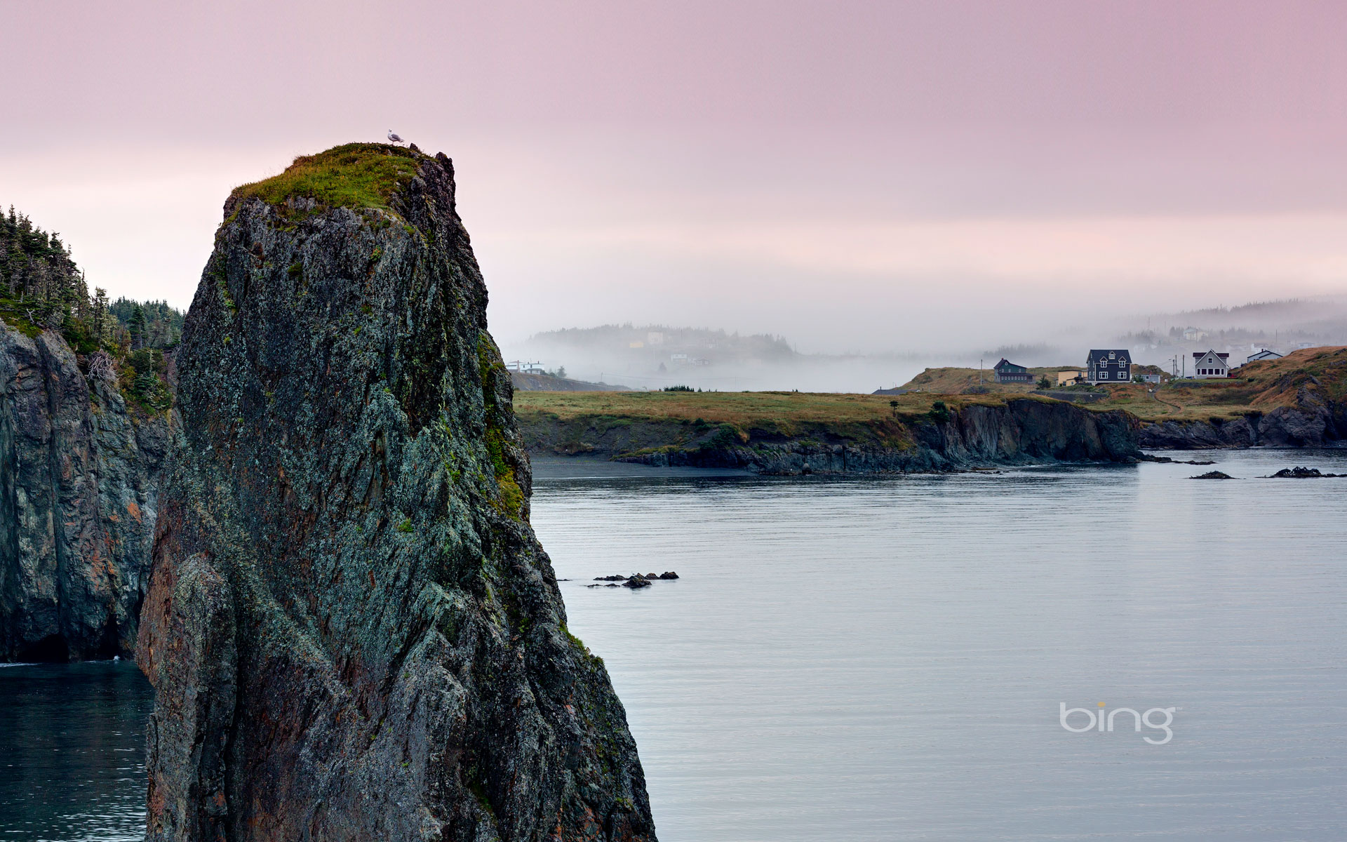 Newfoundland Wallpapers