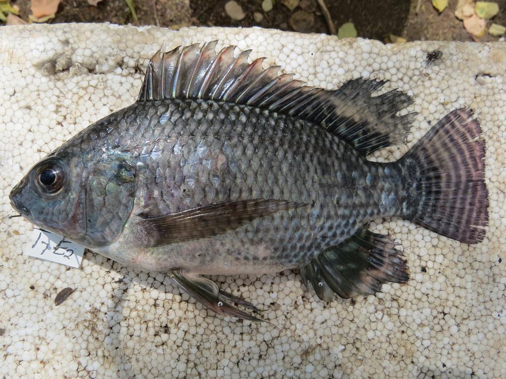 Nile Tilapia Wallpapers