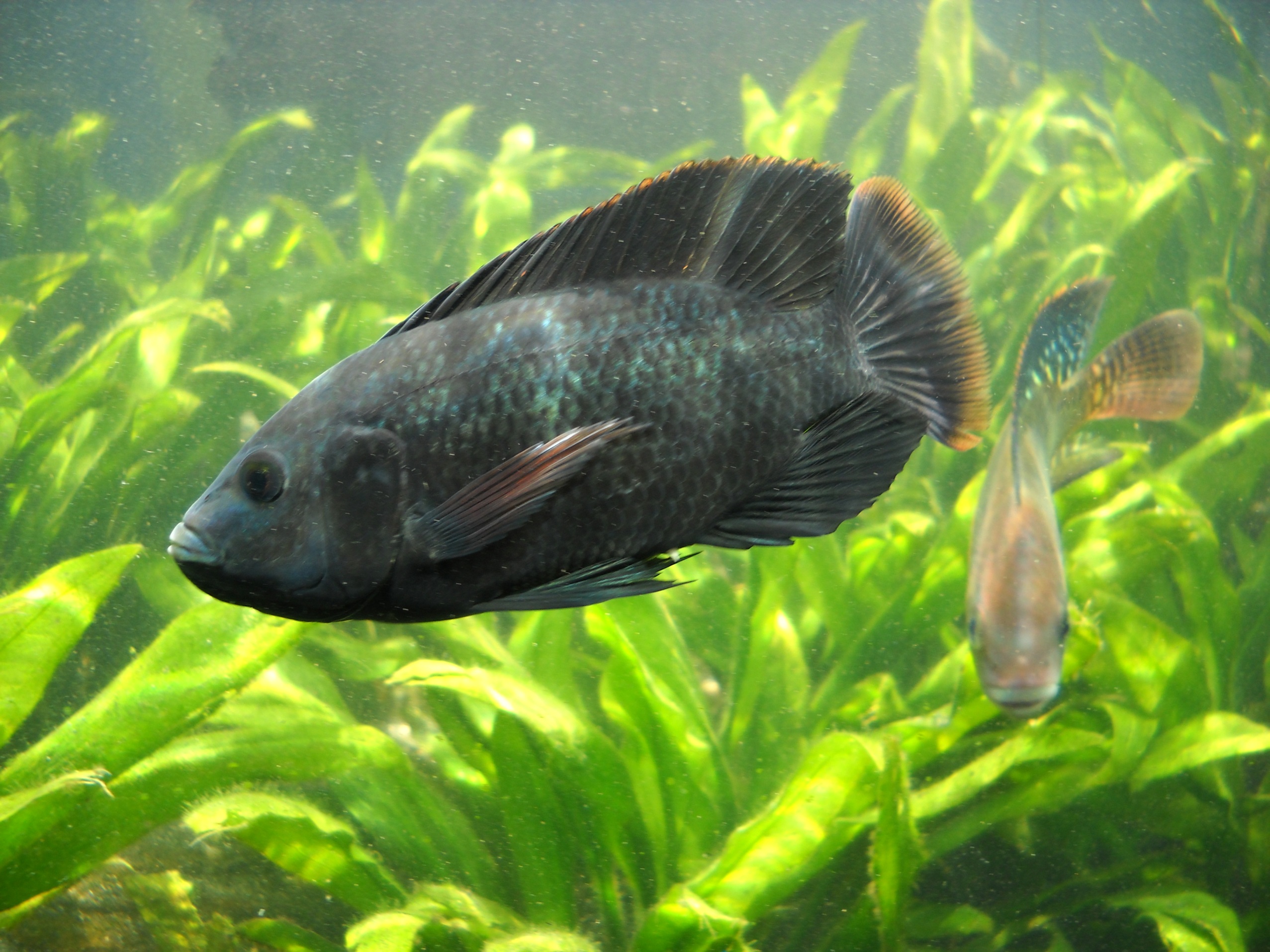 Nile Tilapia Wallpapers