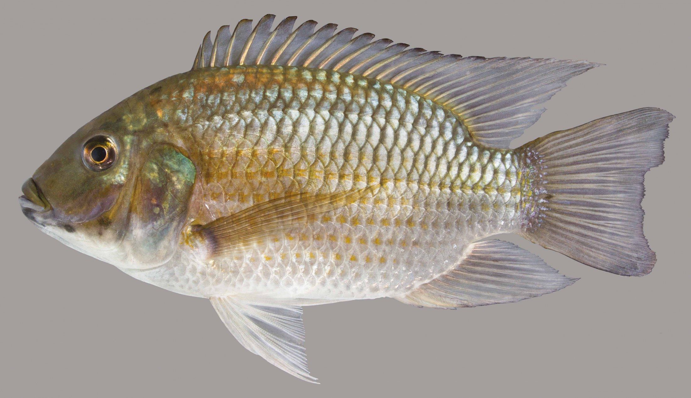 Nile Tilapia Wallpapers