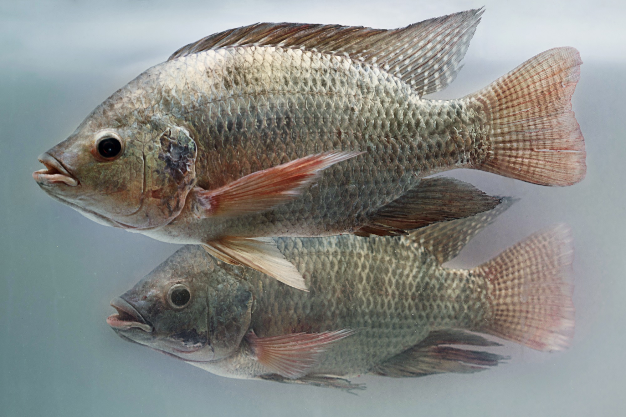 Nile Tilapia Wallpapers