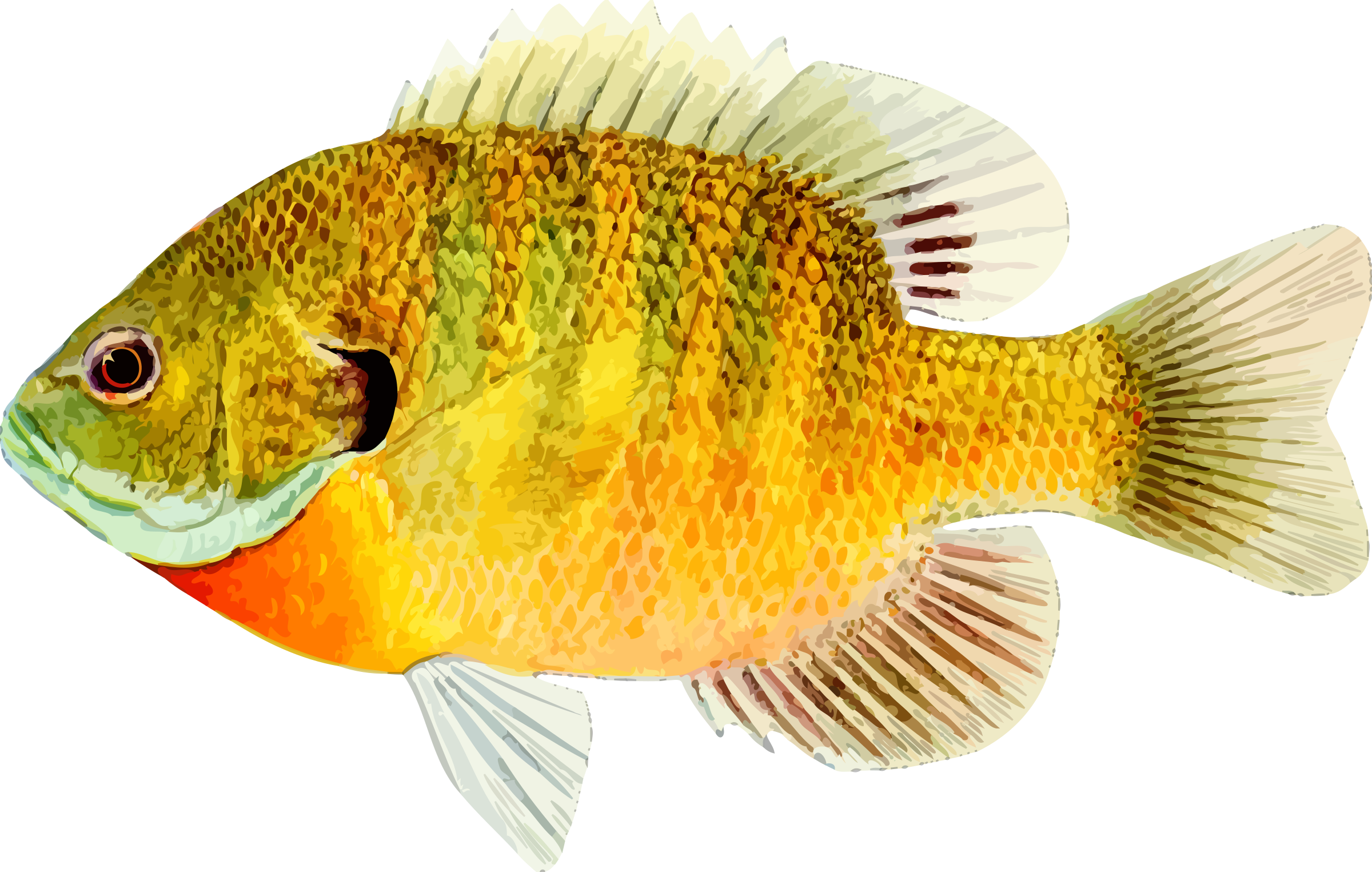 Nile Tilapia Wallpapers