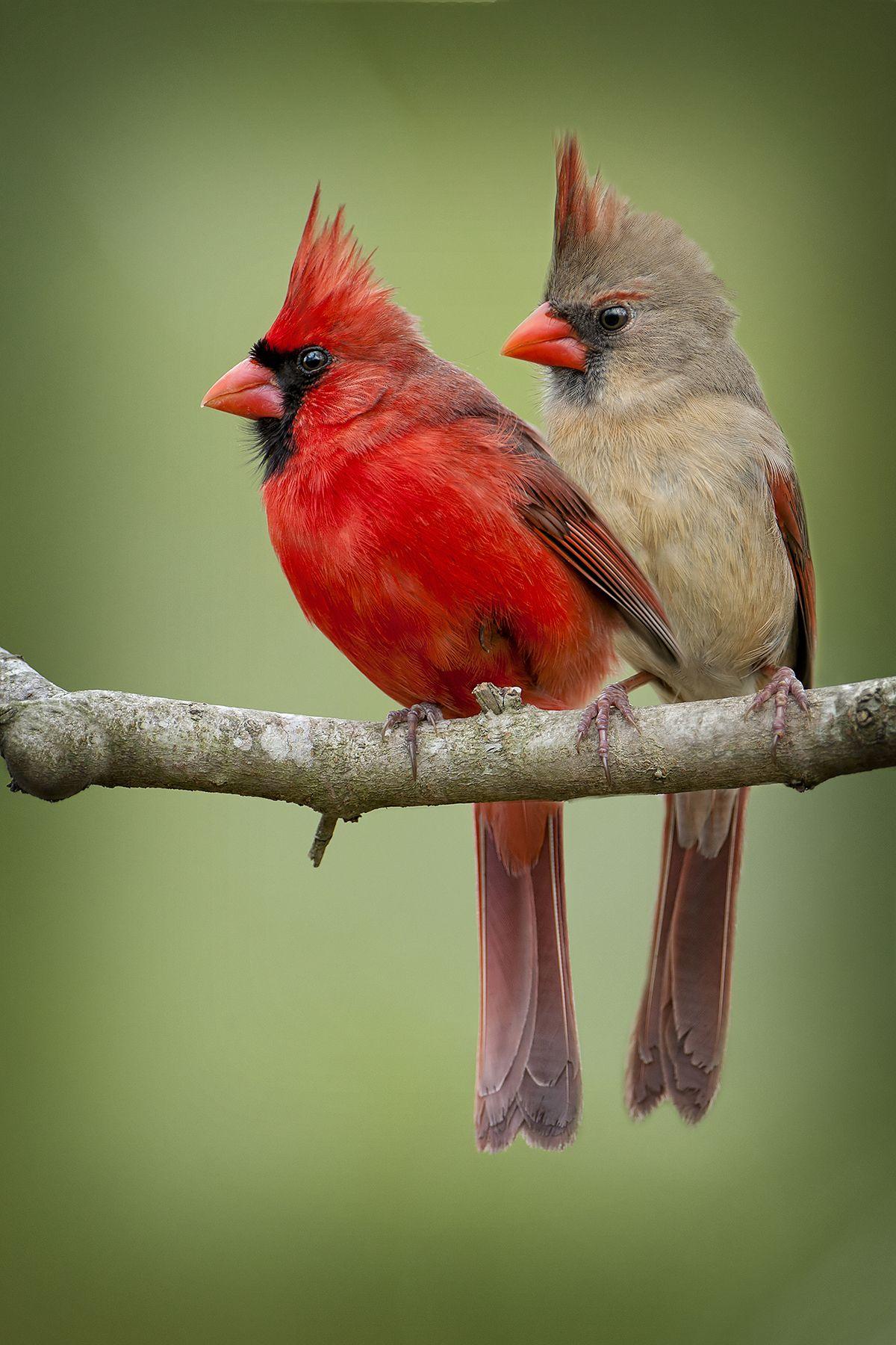 Northern Cardinal Wallpapers