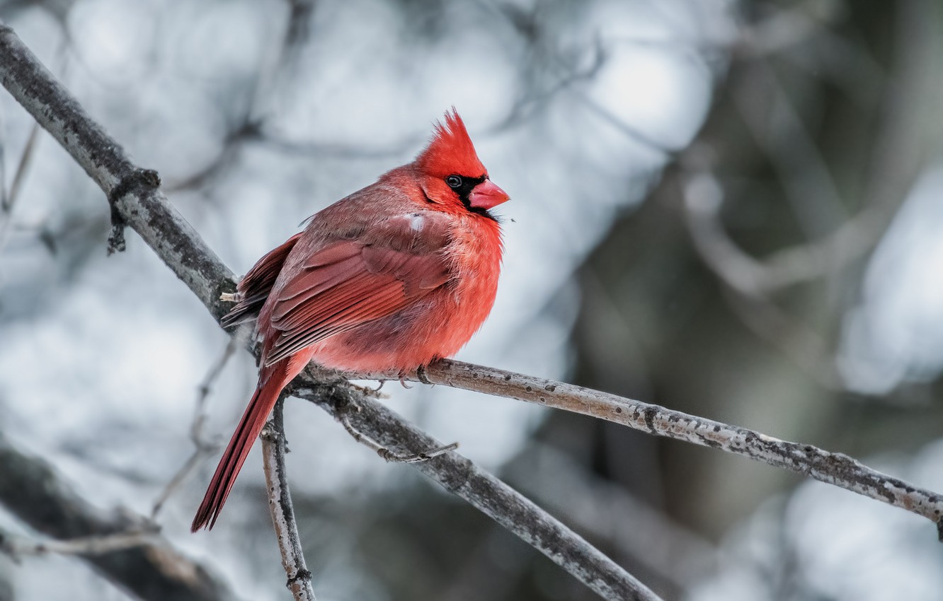 Northern Cardinal Wallpapers