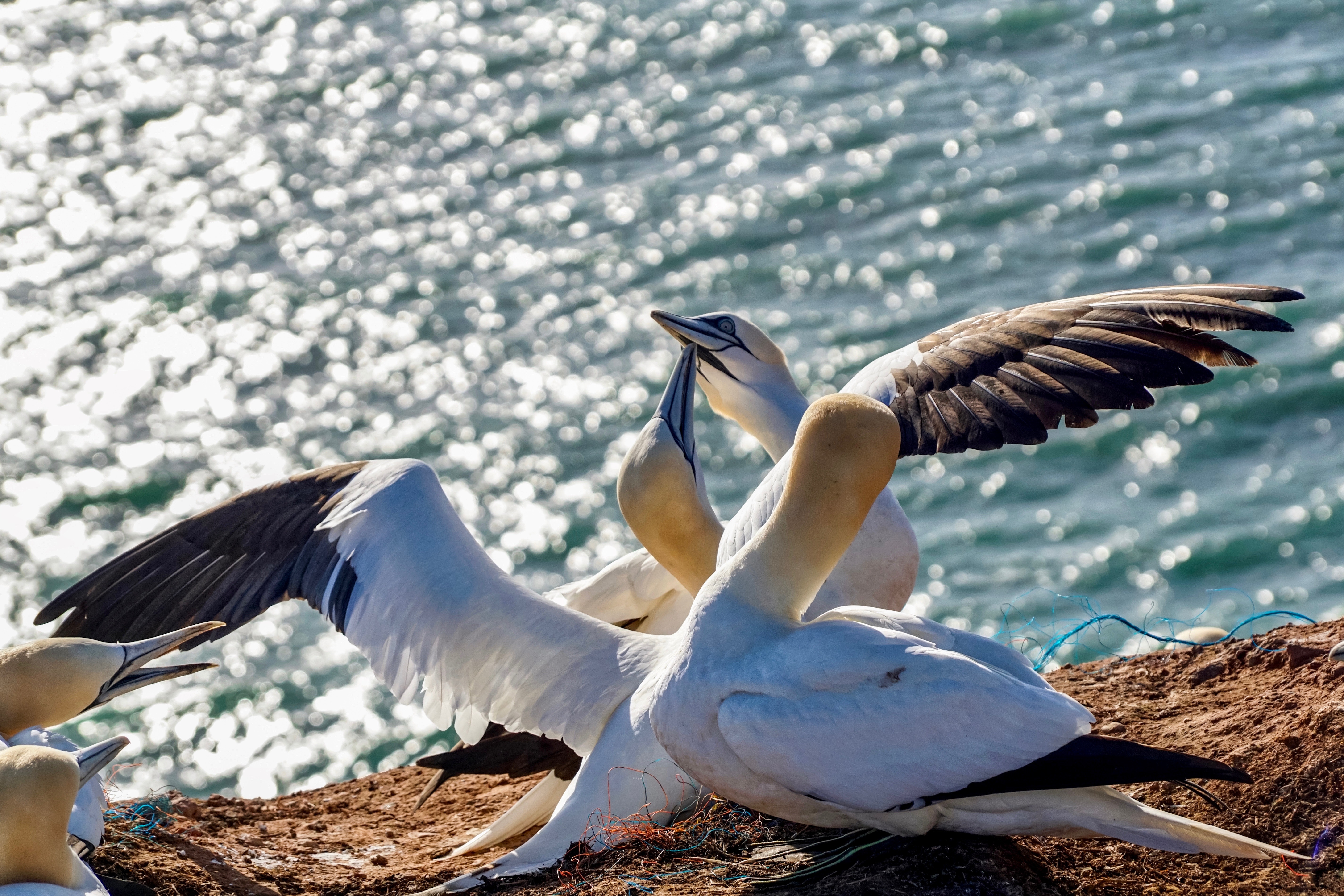 Northern Gannet Wallpapers