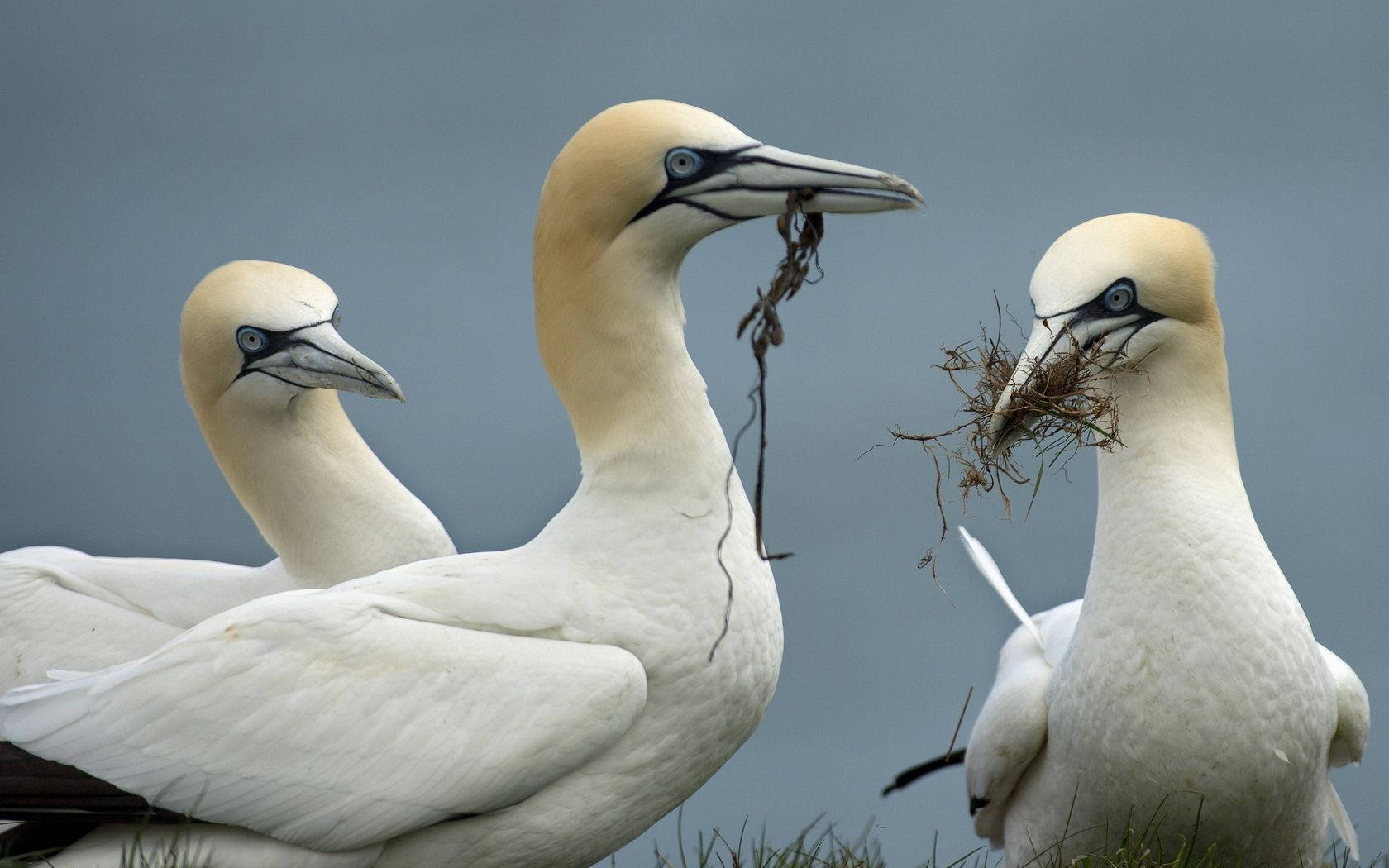 Northern Gannet Wallpapers