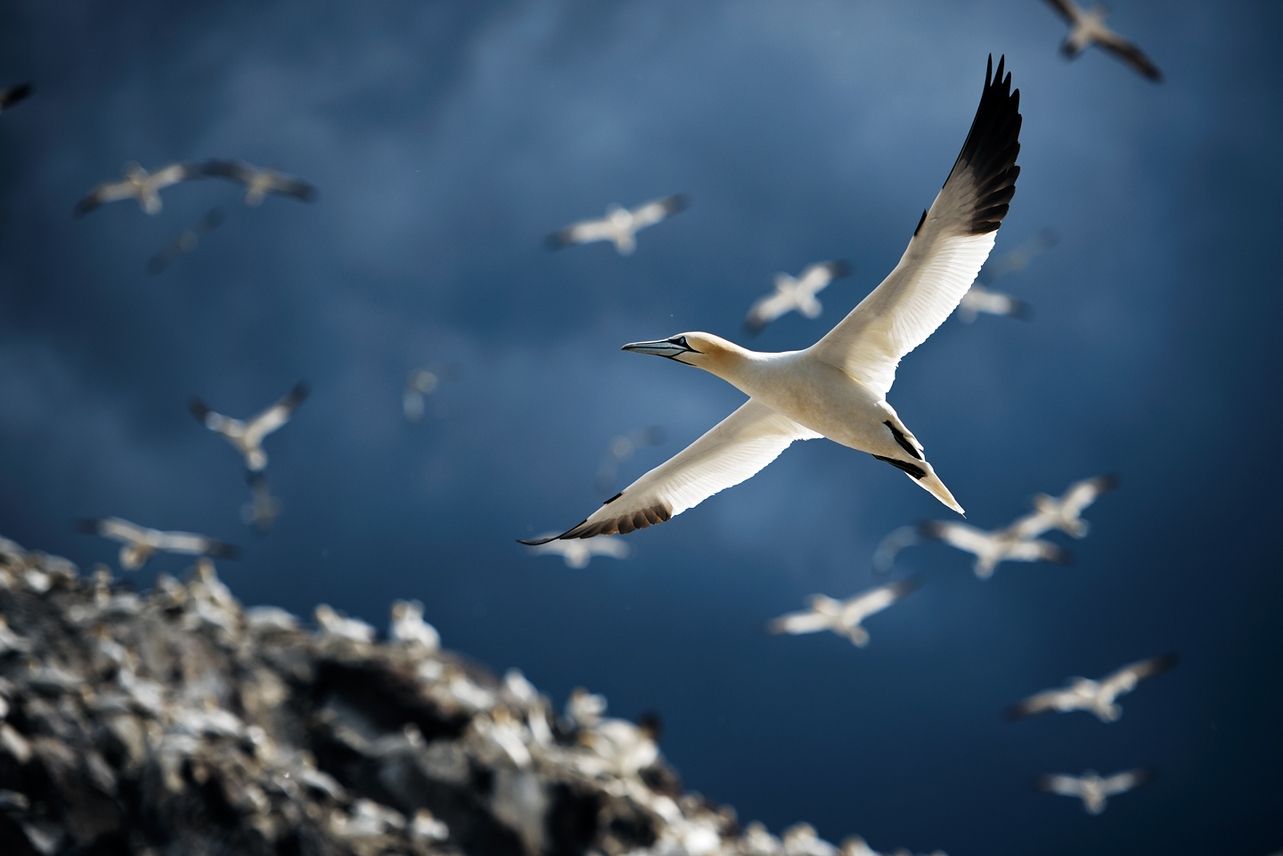 Northern Gannet Wallpapers