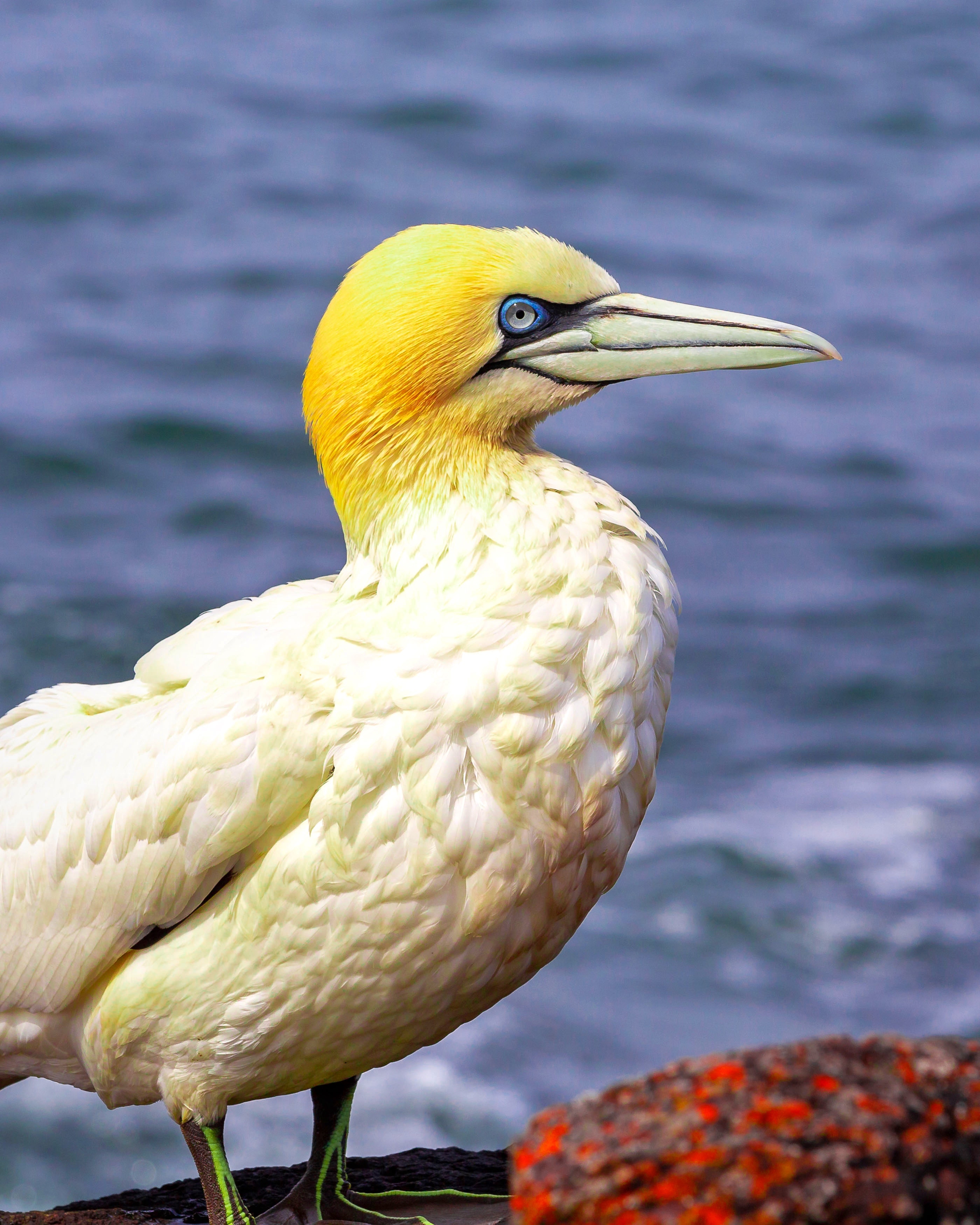 Northern Gannet Wallpapers