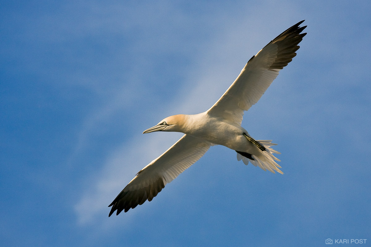 Northern Gannet Wallpapers