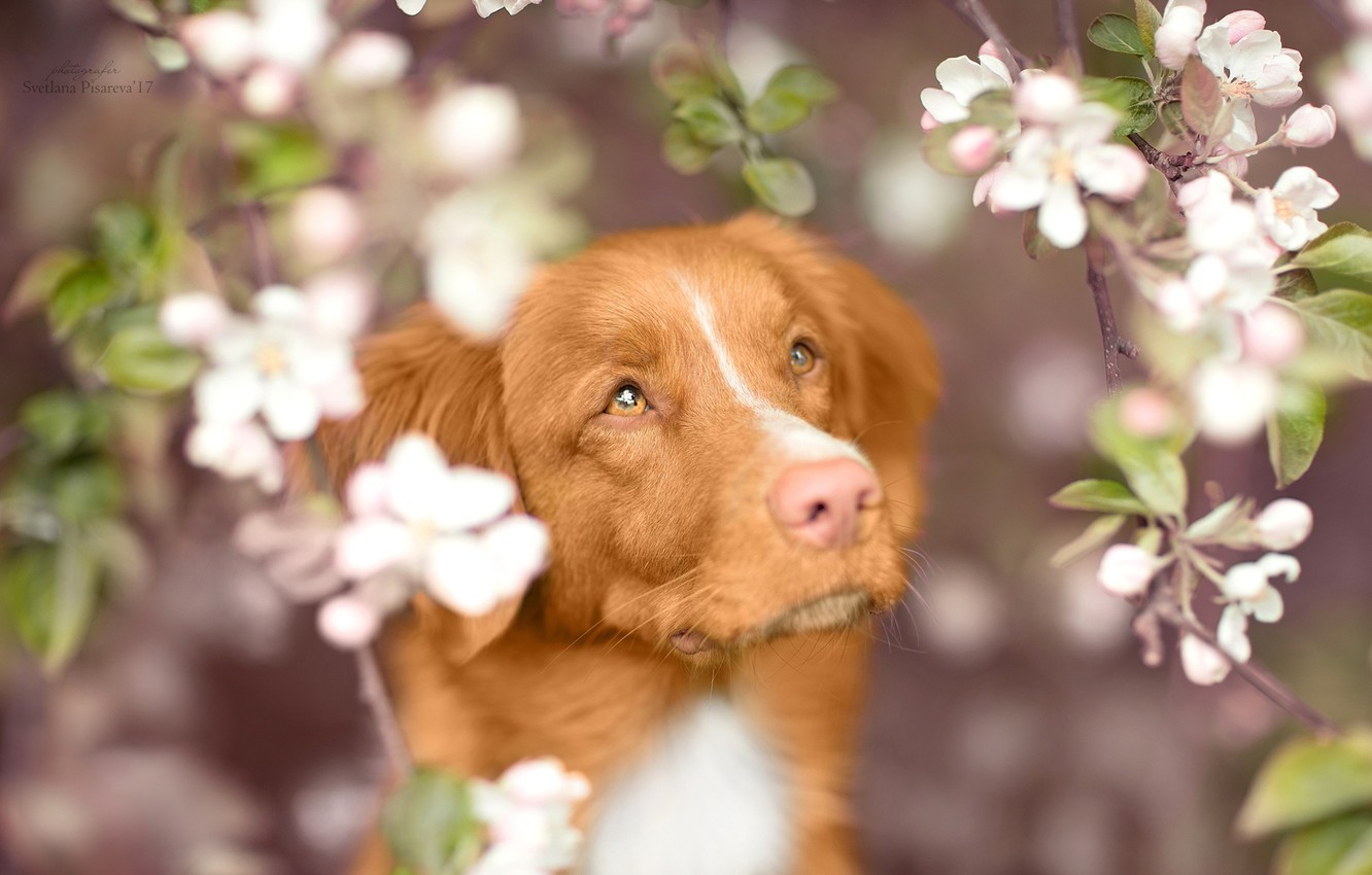 Nova Scotia Duck Tolling Retriever Wallpapers