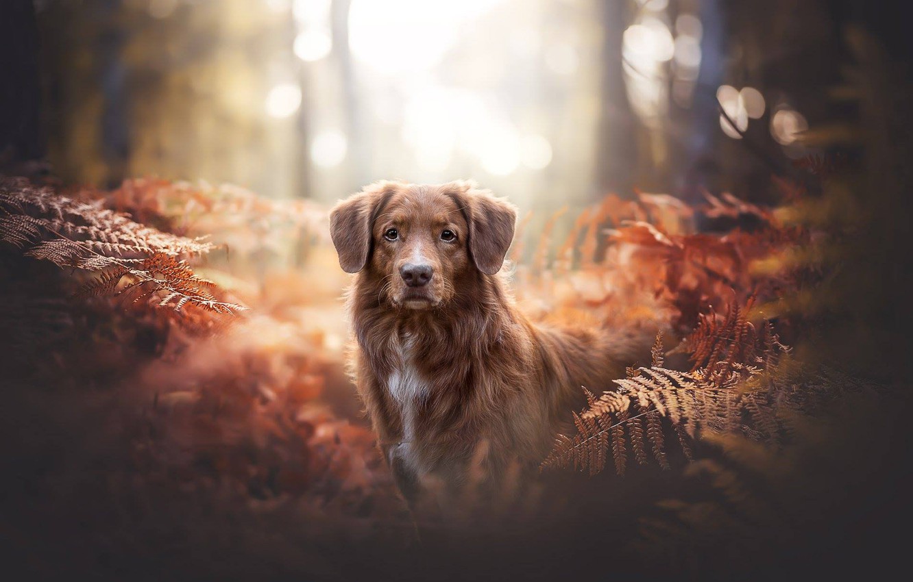 Nova Scotia Duck Tolling Retriever Wallpapers