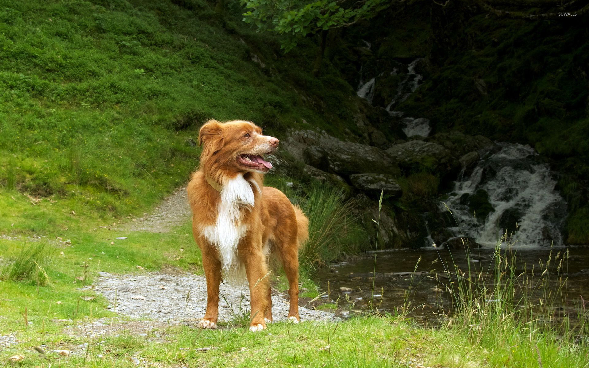 Nova Scotia Duck Tolling Retriever Wallpapers