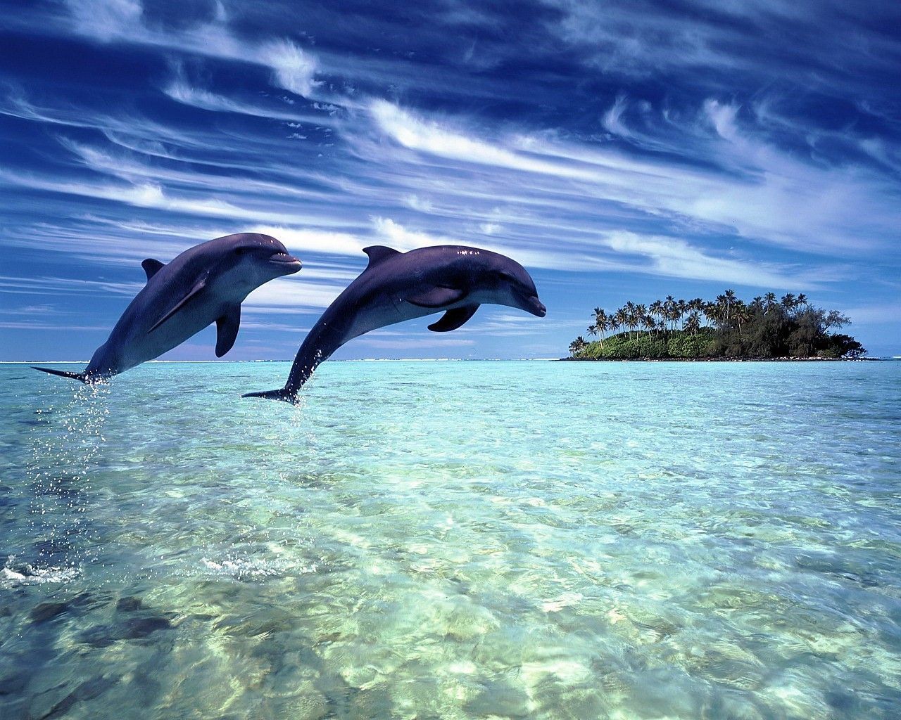 Oceanic Dolphins Wallpapers