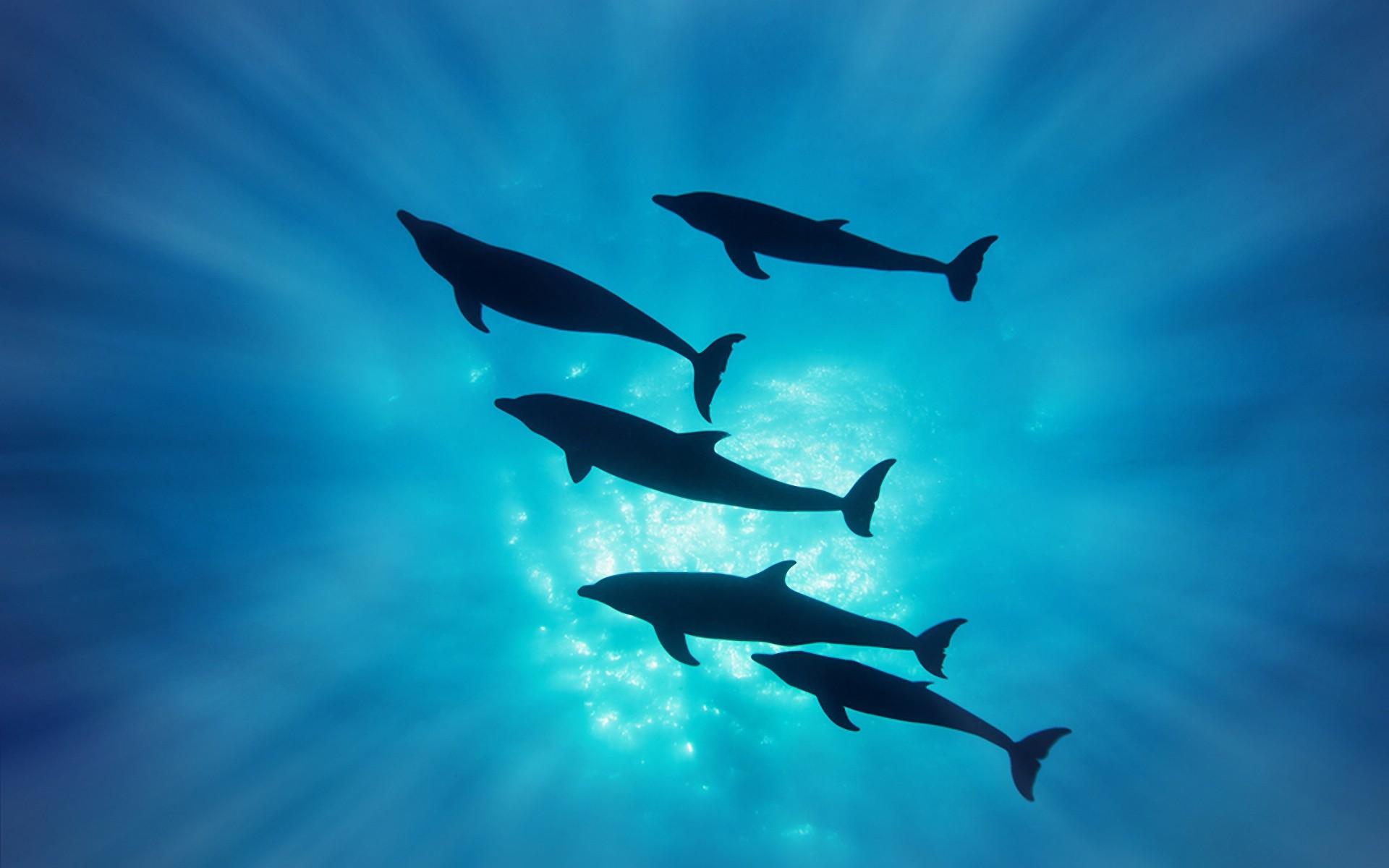 Oceanic Dolphins Wallpapers