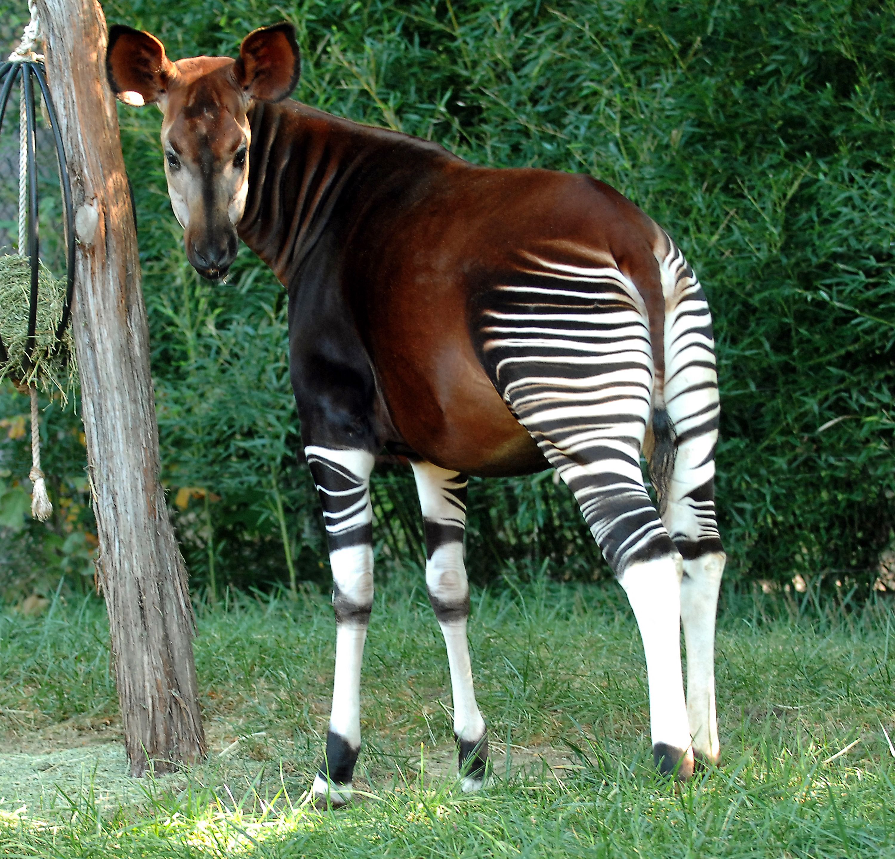 Okapis Wallpapers