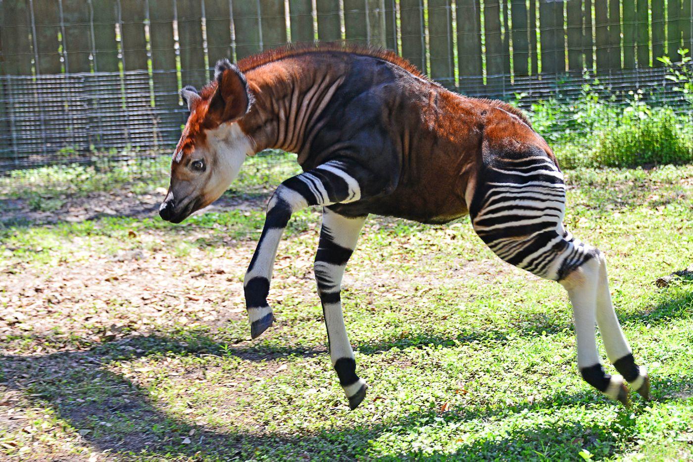 Okapis Wallpapers