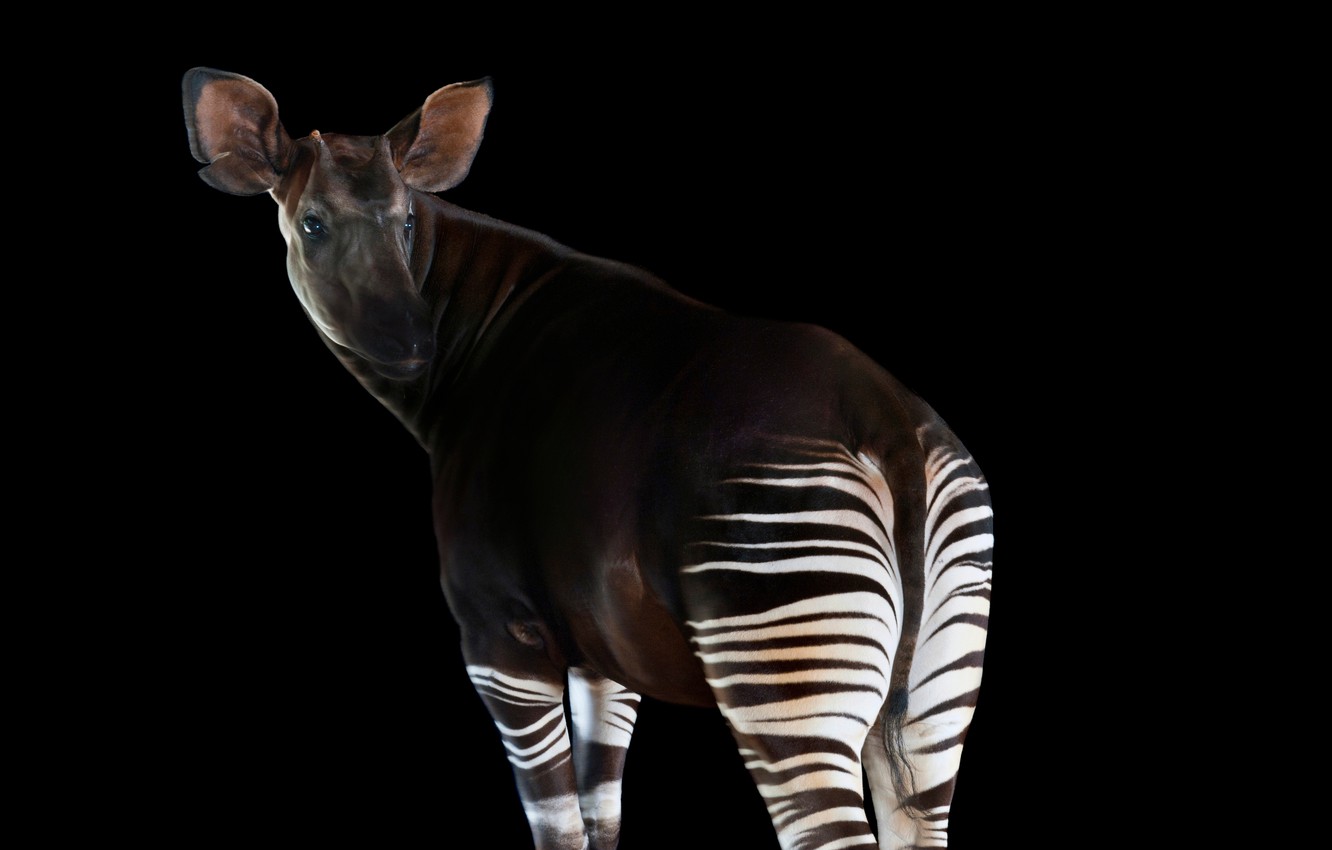 Okapis Wallpapers