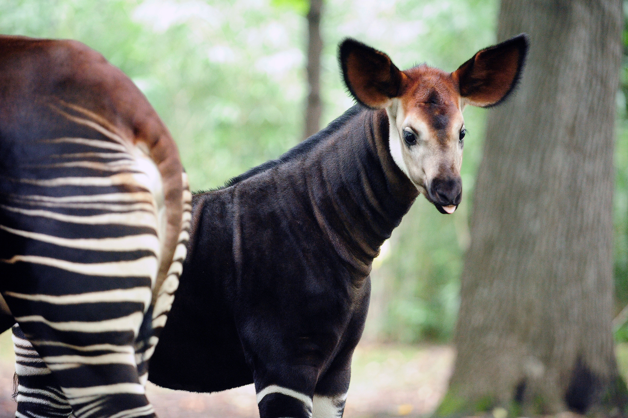 Okapis Wallpapers