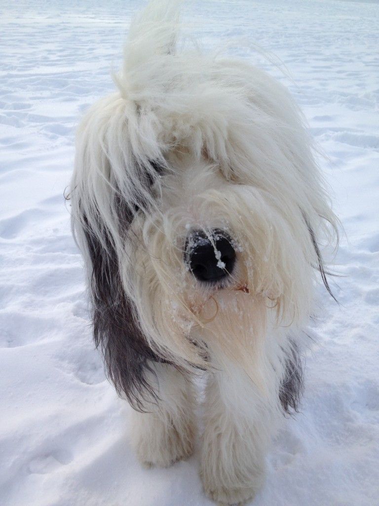 Old English Sheepdog Wallpapers